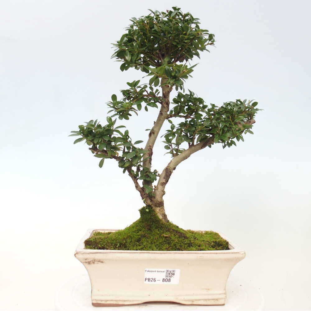 Bonsaï de chambre - Ilex crenata - Houx