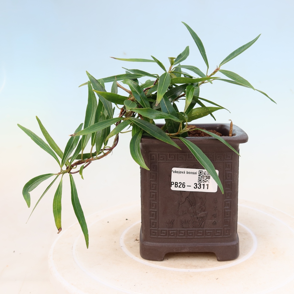 Salle bonsaï - Ficus nerifolia - ficus à petites feuilles