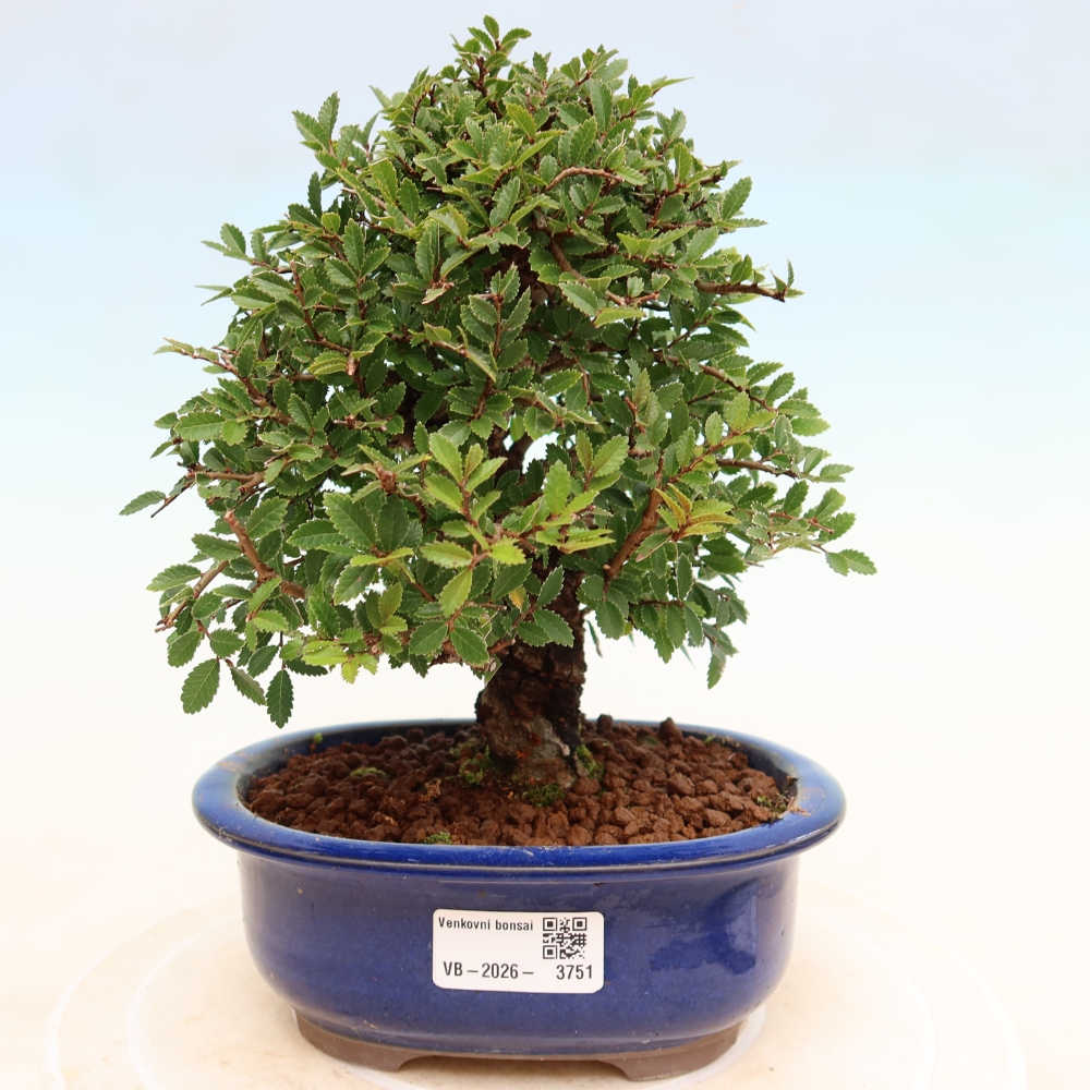 Bonsaï d'extérieur - Zelkova - Zelkova NIRE