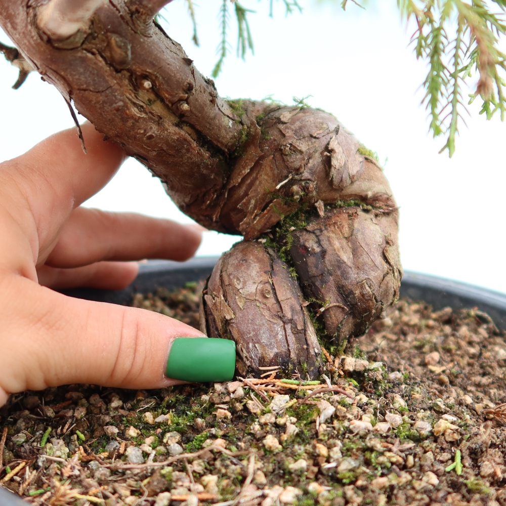 Bonsaï d'extérieur - Juniperus chinensis Itoigawa-Juniperus chinensis