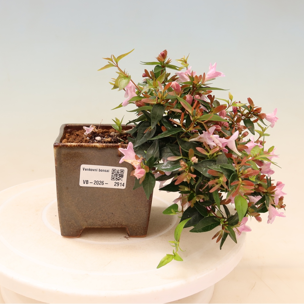 Bonsaï d'extérieur - Abelia Edward Goucher - Abélia à grandes fleurs