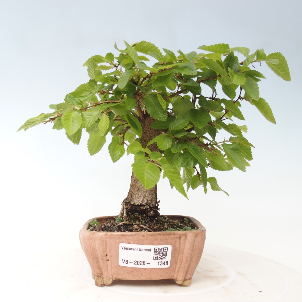 Bonsaï d'extérieur -Carpinus CARPINOIDES - Charme de Corée