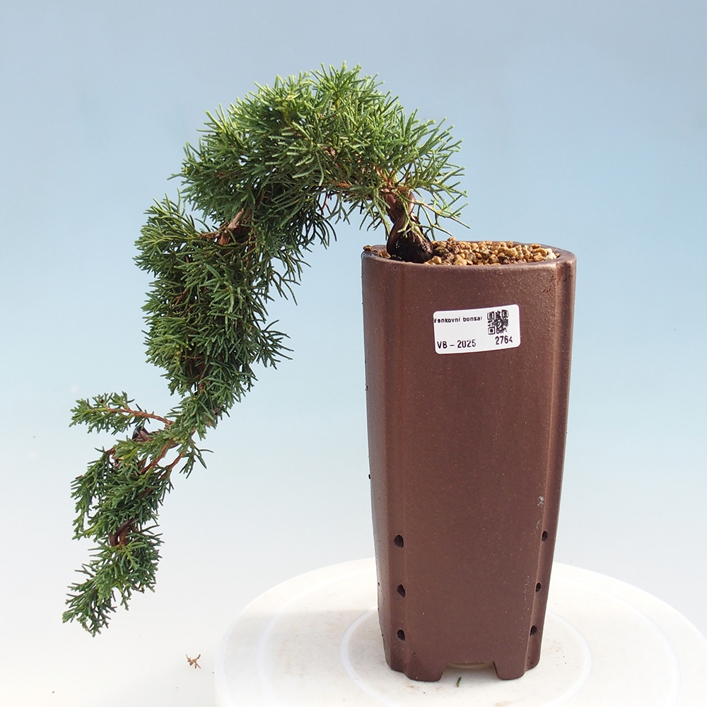 Bonsaï d'extérieur - Juniperus chinensis Kishu
