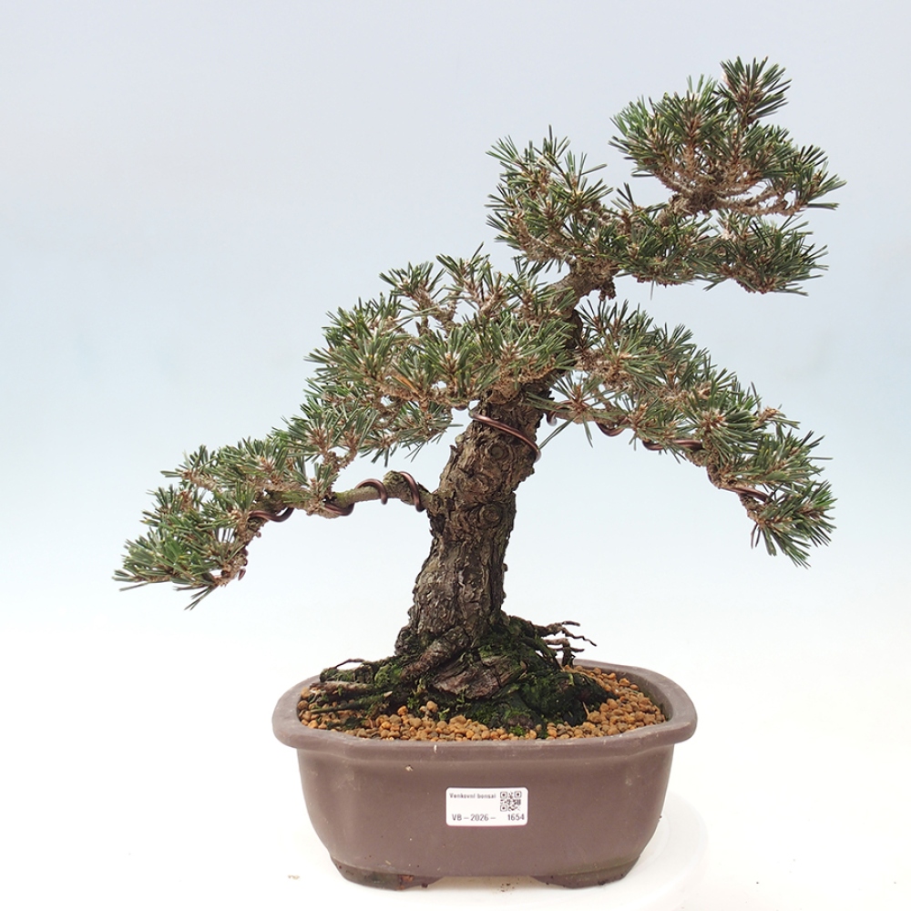 Bonsaï d'extérieur - Pinus thunbergii Kotobuki - Pin de Thunberg