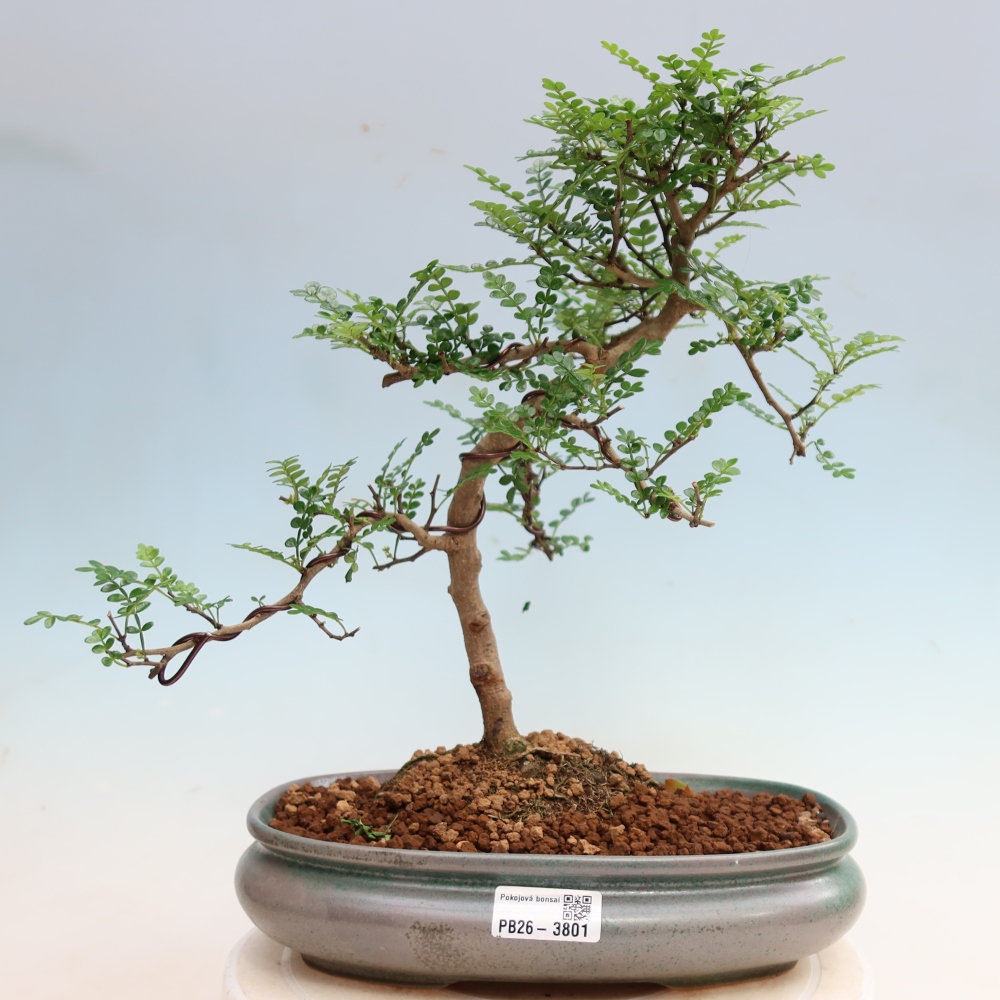 Salle bonsaï - Zantoxylum piperitum - arbre à poivre