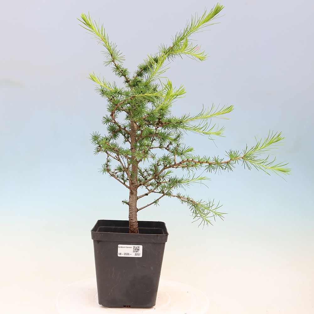 Bonsaï d'extérieur -Larix decidua - Mélèze