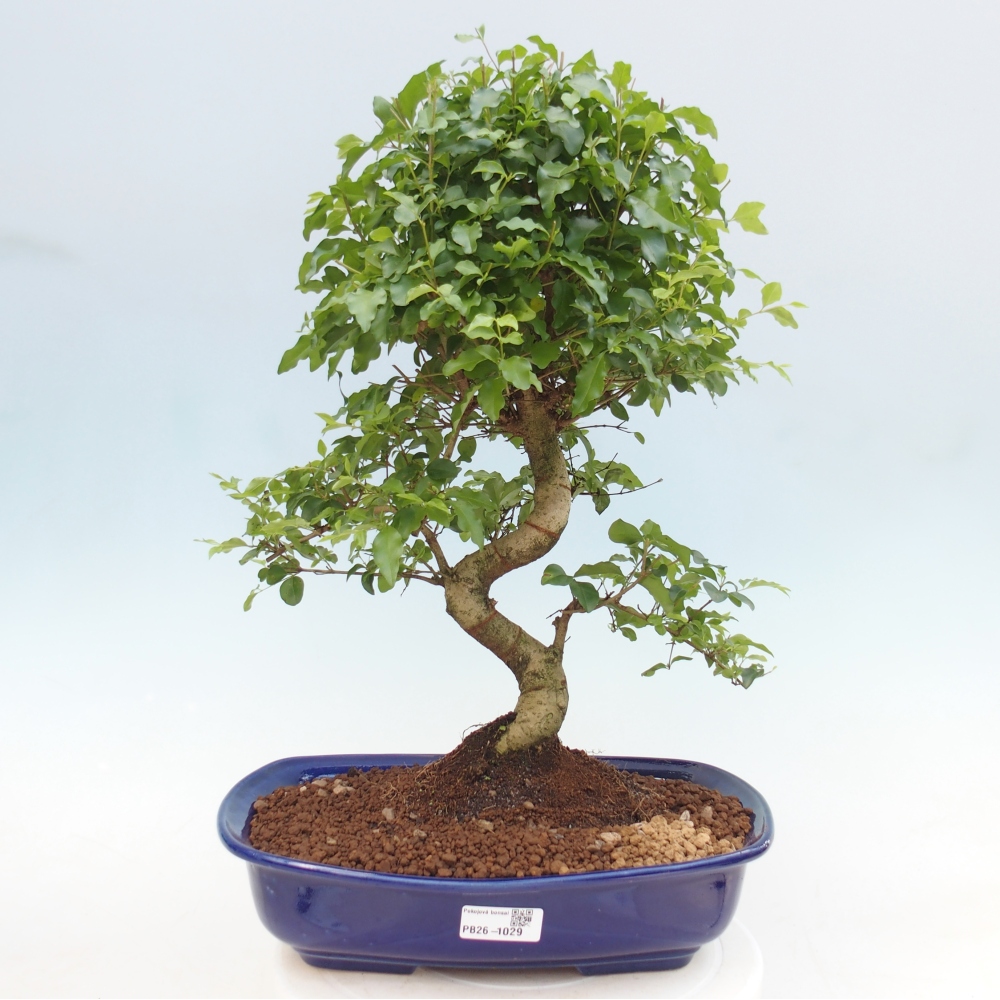 Bonsaï de chambre -Ligustrum chinensis - Bec d'oiseau