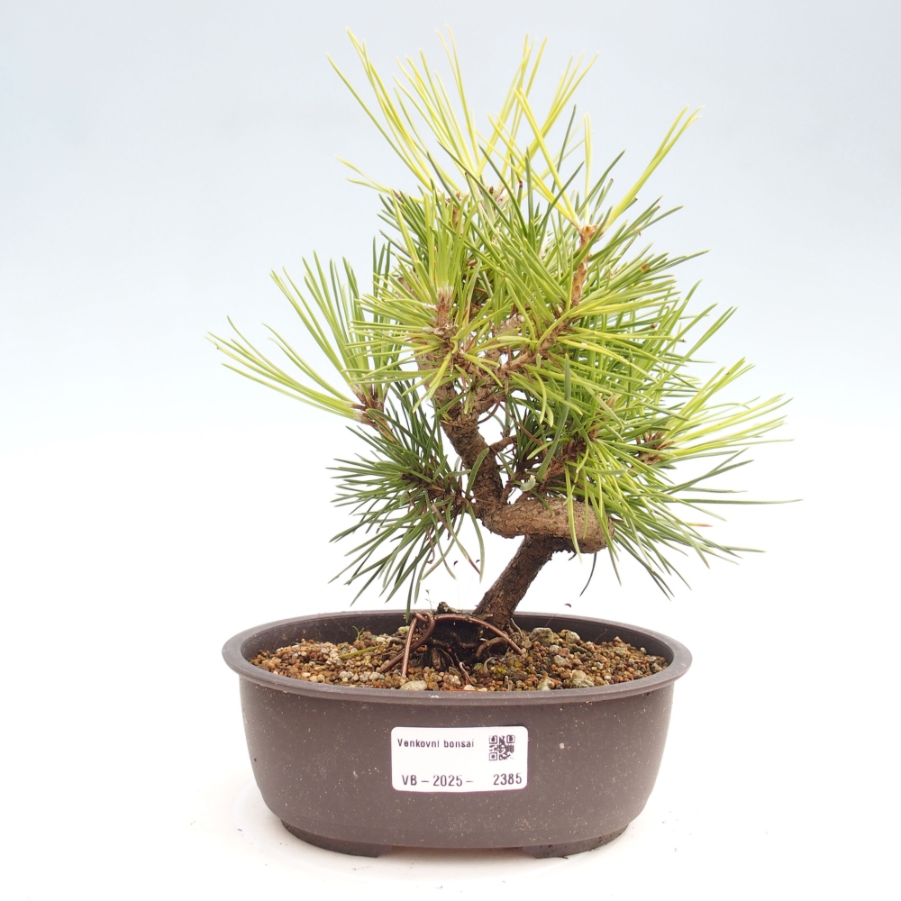 Bonsaï d'extérieur - Pinus thunbergii - Pin de Thunberg