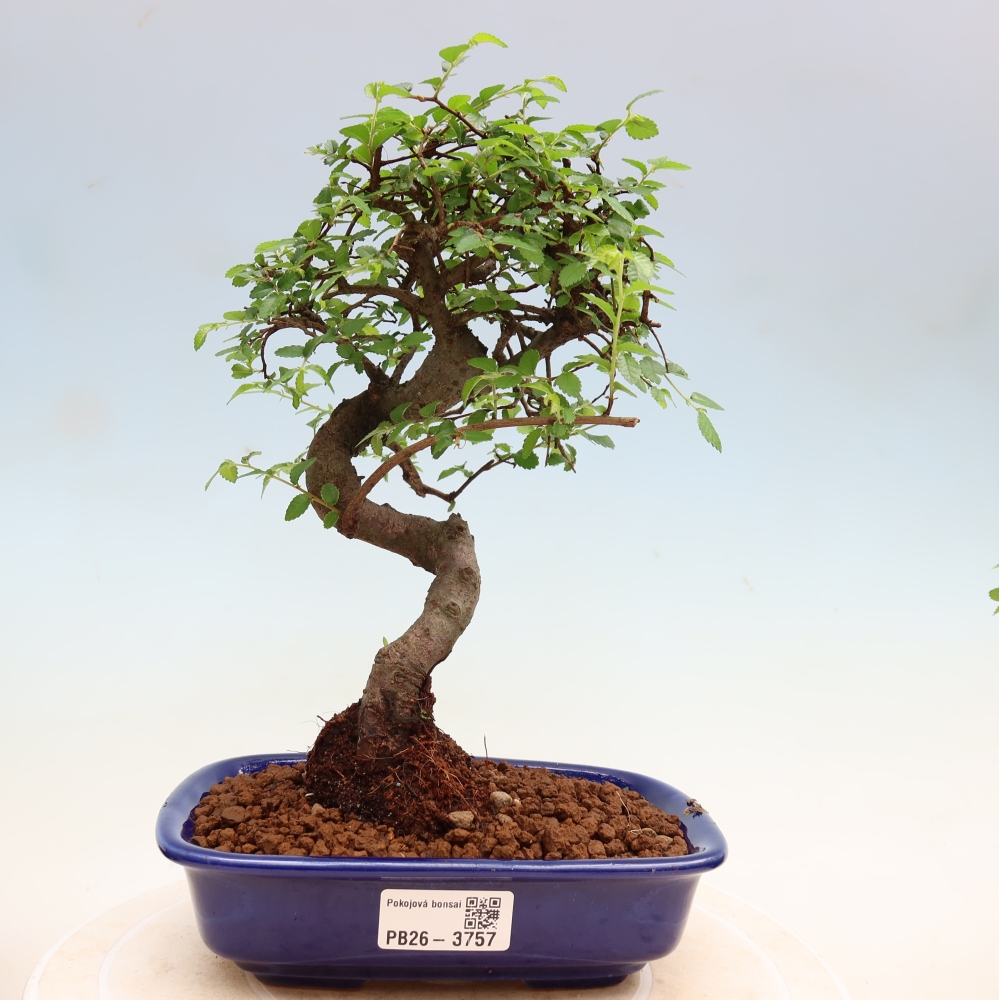 Bonsaï de chambre - Ulmus parvifolia - Orme à petites feuilles