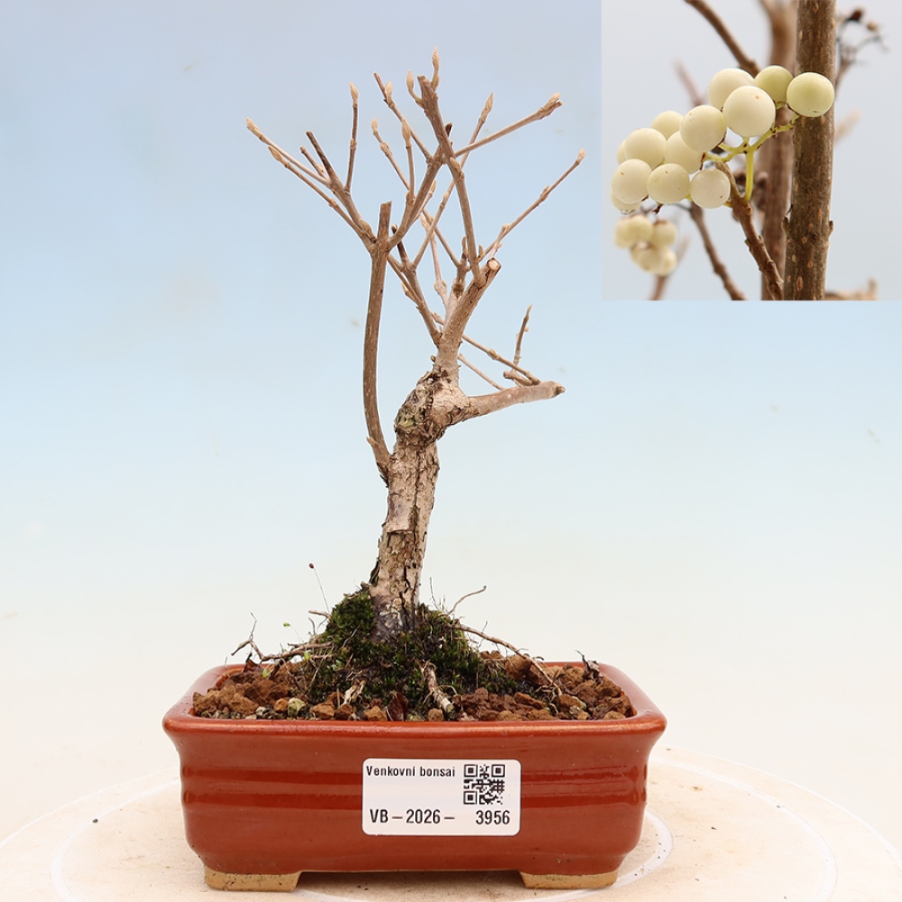 Bonsaï d'extérieur - Callicarpa bodinieri « Snowqueen » - Callicarpa