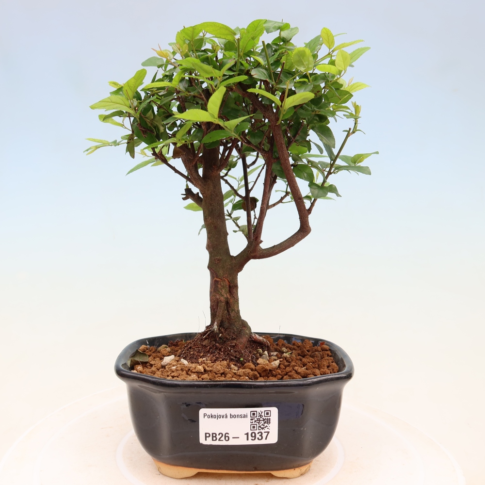 Bonsaï de chambre - Sageretia thea - Sageretia thea