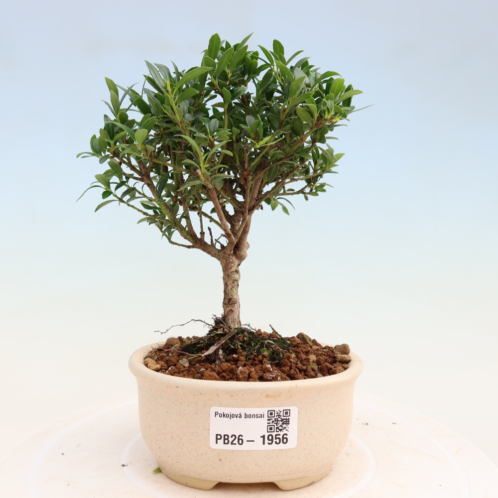Bonsaï de chambre - Ilex crenata - Houx