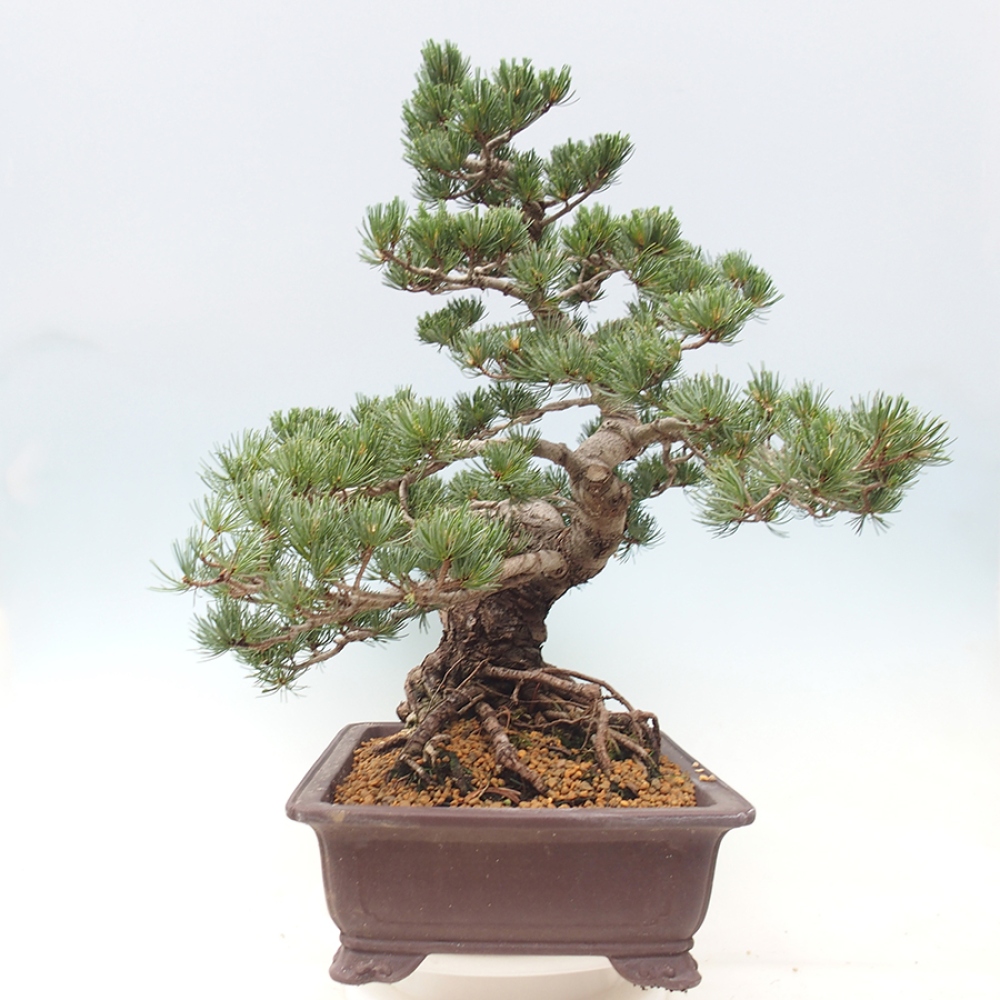 Bonsaï d'extérieur - Pinus parviflora - Pinus parviflora