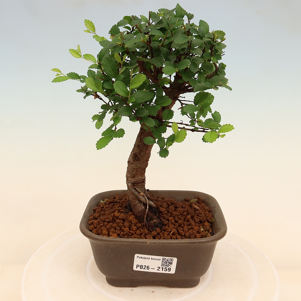 Bonsaï de chambre - Ulmus parvifolia - Orme à petites feuilles