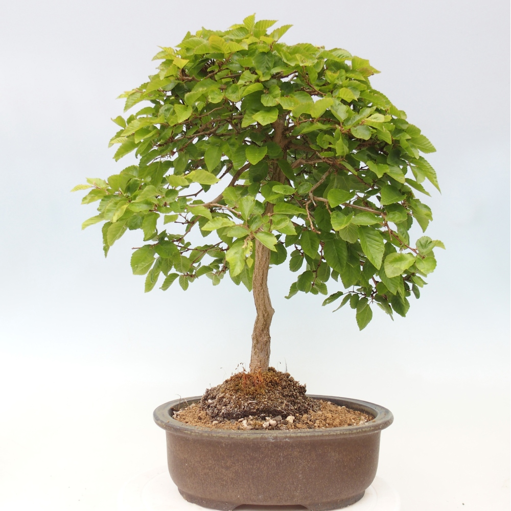Bonsaï d'extérieur -Carpinus CARPINOIDES - Charme de Corée