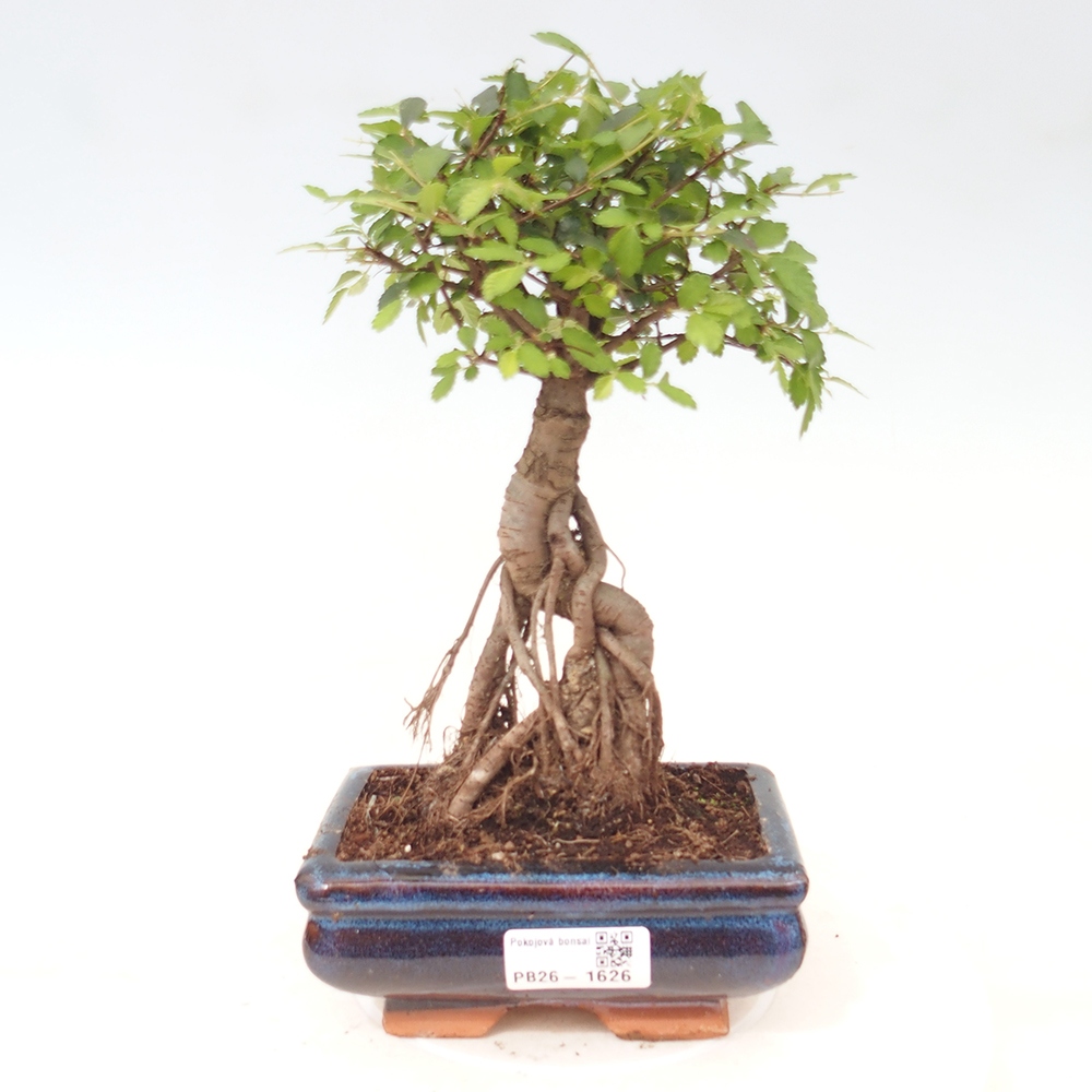 Bonsaï de chambre - Ulmus parvifolia - Orme à petites feuilles
