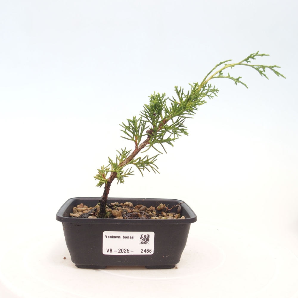 Bonsaï d'extérieur - Juniperus chinensis Itoigawa