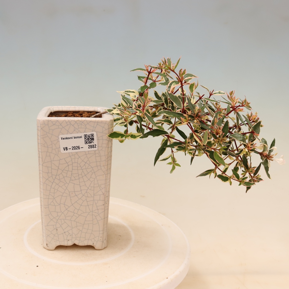 Bonsaï d'extérieur - Abelia gr. Confetti - Abélie à grandes fleurs
