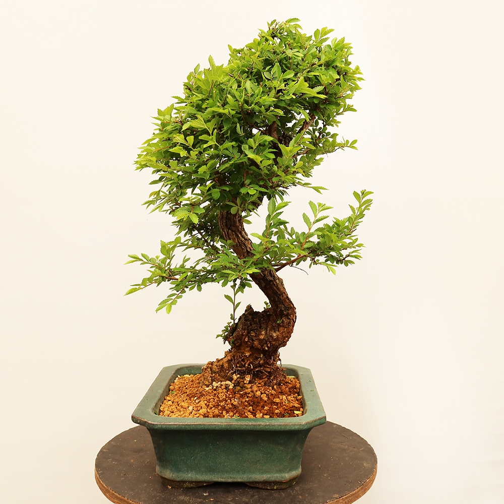 Bonsaï d'extérieur - Zelkova - Zelkova NIRE