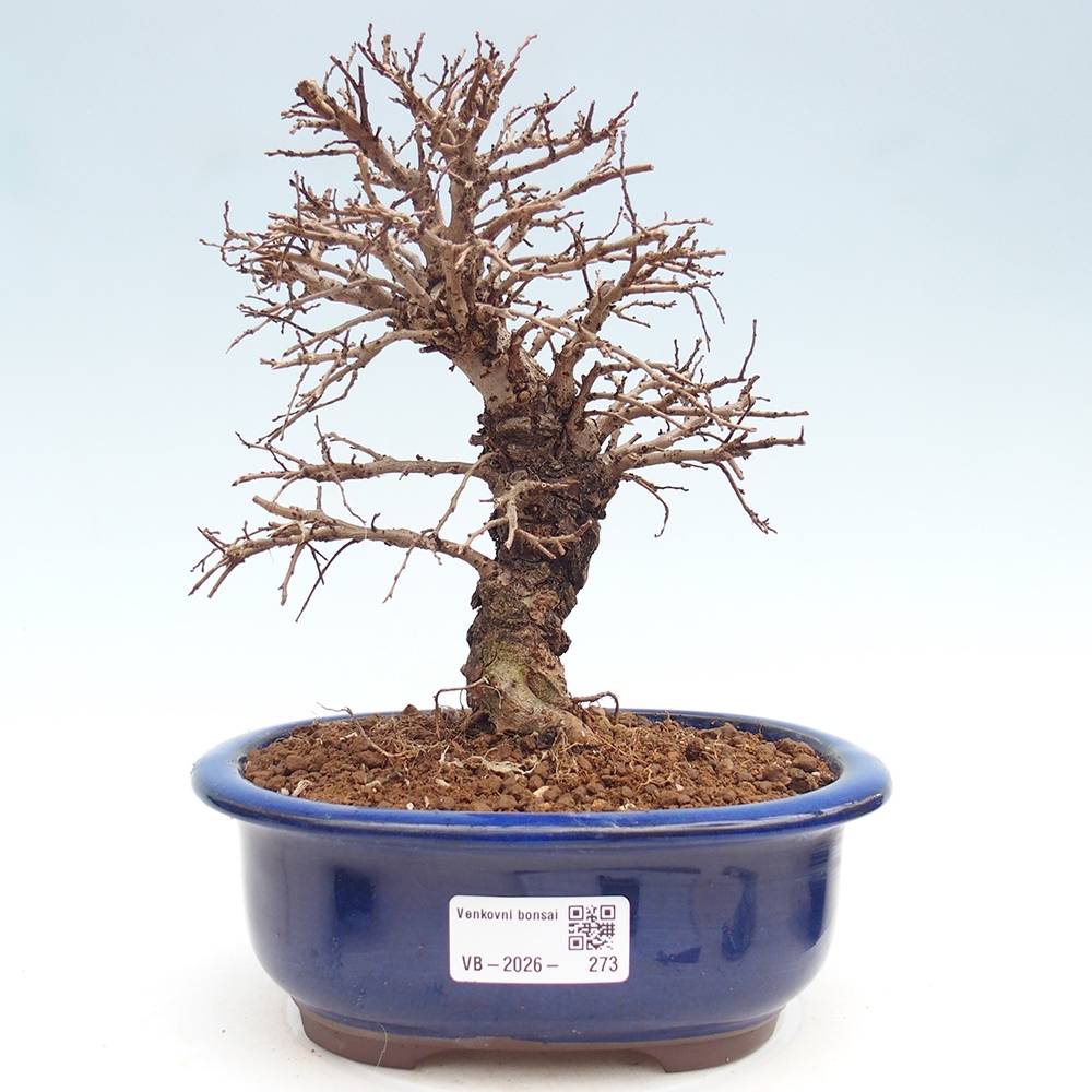Bonsaï d'extérieur - Zelkova - Zelkova NIRE