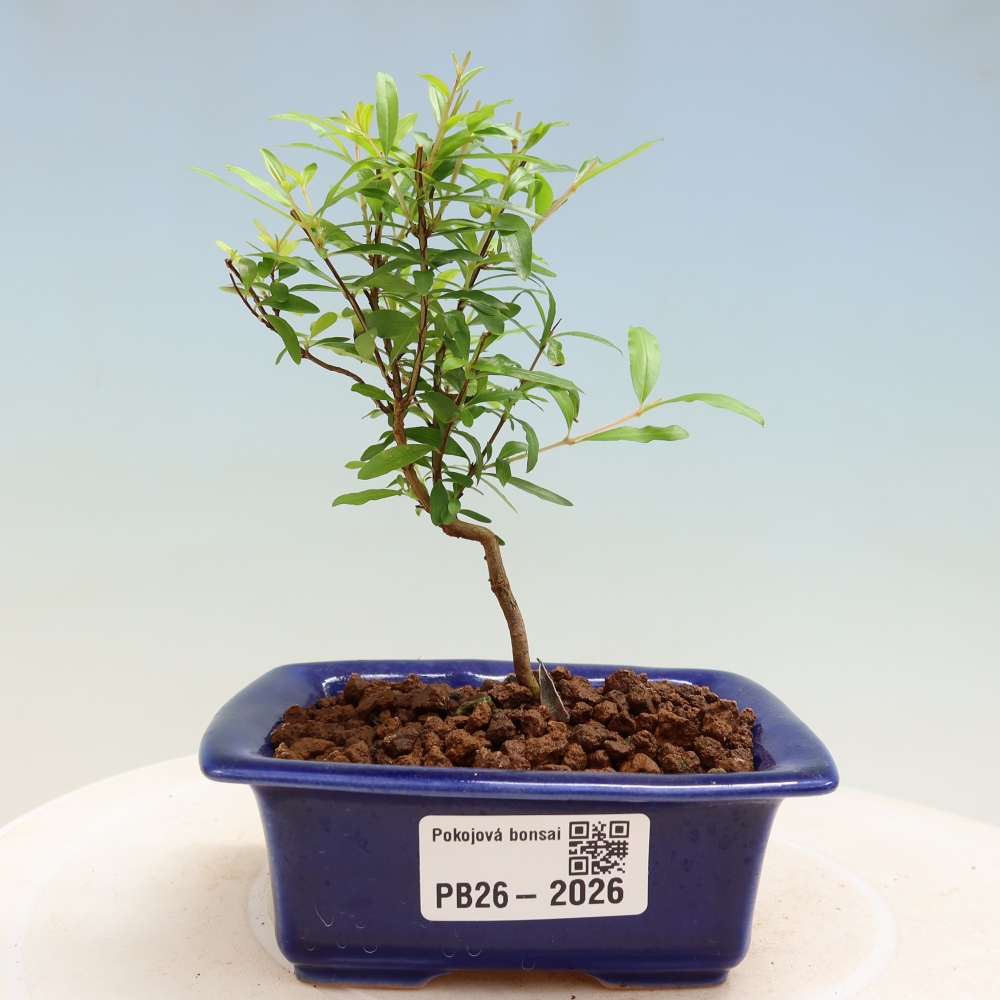 Bonsaï de chambre-PUNICA granatum nana-Pomme grenat