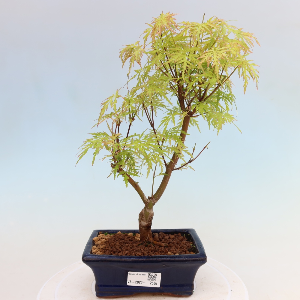 Bonsaï d'extérieur - Acer palmatum Dissectum