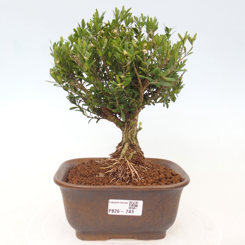 Bonsaï de chambre - Buxus harlandii - buxus liège