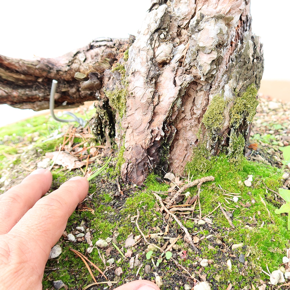 Pinus sylvestris Espagne - pin sylvestre
