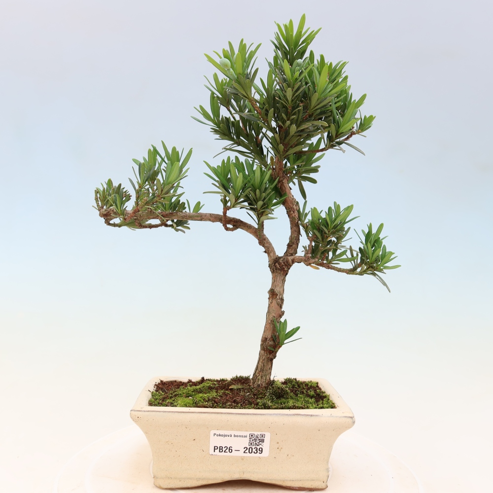 Salle bonsaï - Podocarpus - If en pierre