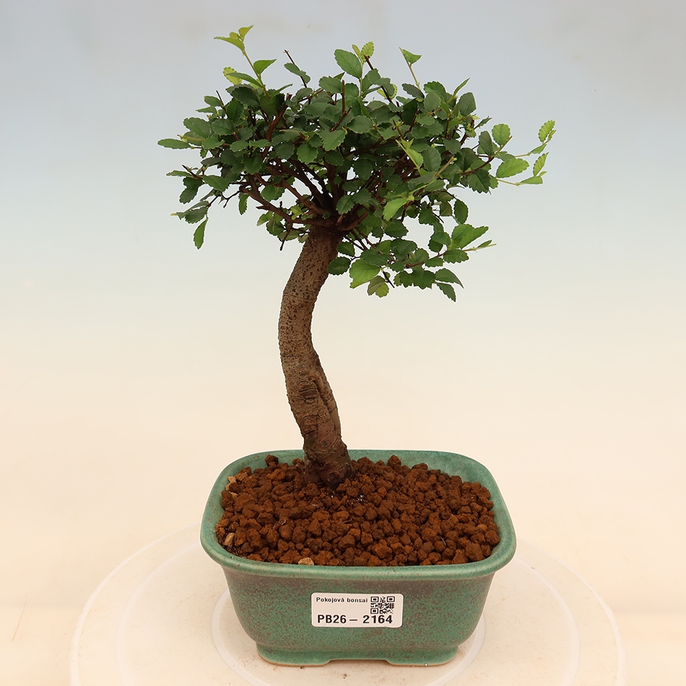 Bonsaï de chambre - Ulmus parvifolia - Orme à petites feuilles