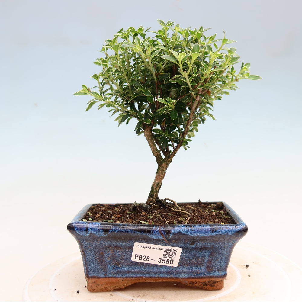 Salle bonsaï - Serissa foetida Variegata - Arbre aux mille étoiles