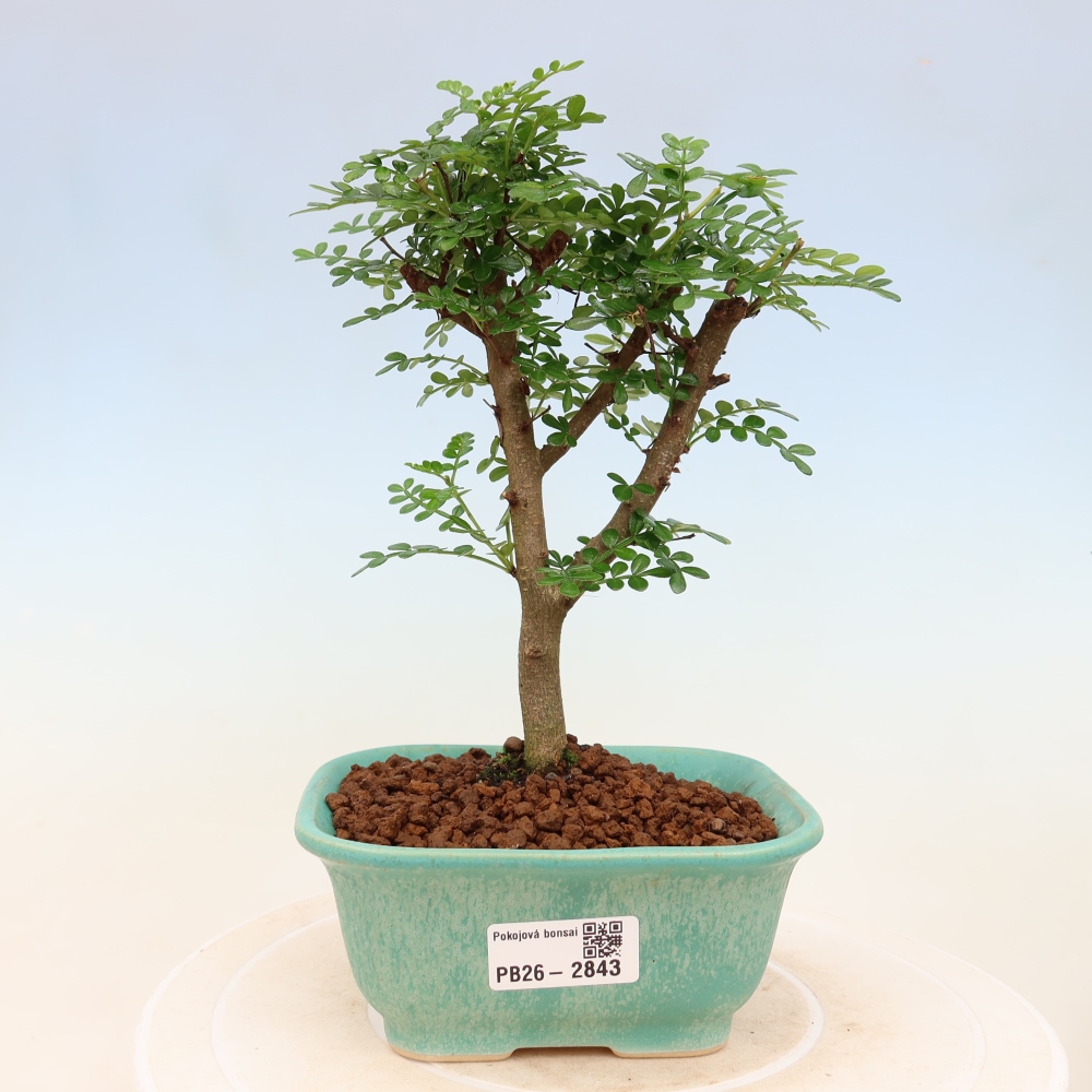 Salle bonsaï - Zantoxylum piperitum - arbre à poivre