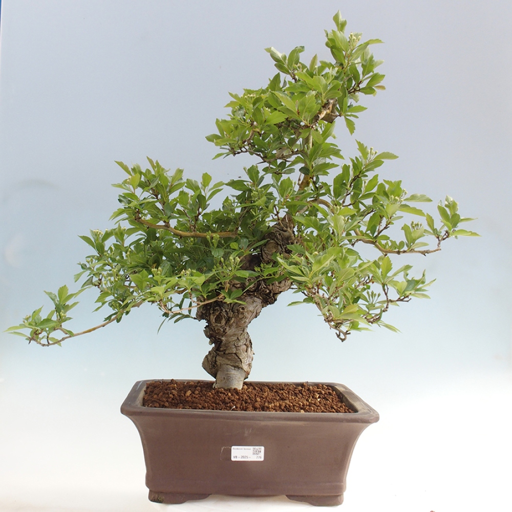 Bonsaï d'extérieur - Aubépine - Crataegus cuneata