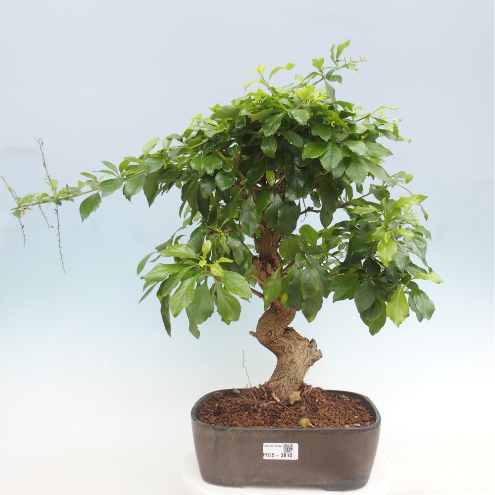 Bonsaï de chambre - Duranta repens -Duranta