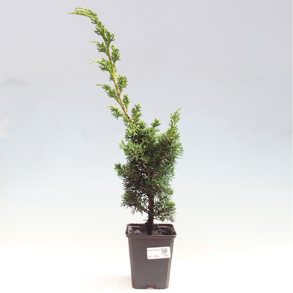 Bonsaï d'extérieur - Juniperus chinensis Kishu