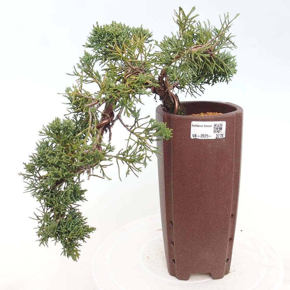 Bonsaï d'extérieur - Juniperus chinensis Kishu