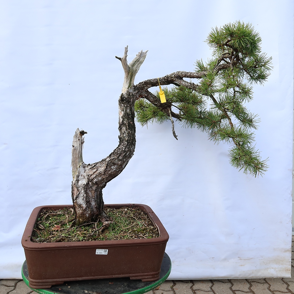 Pinus sylvestris Espagne - pin sylvestre