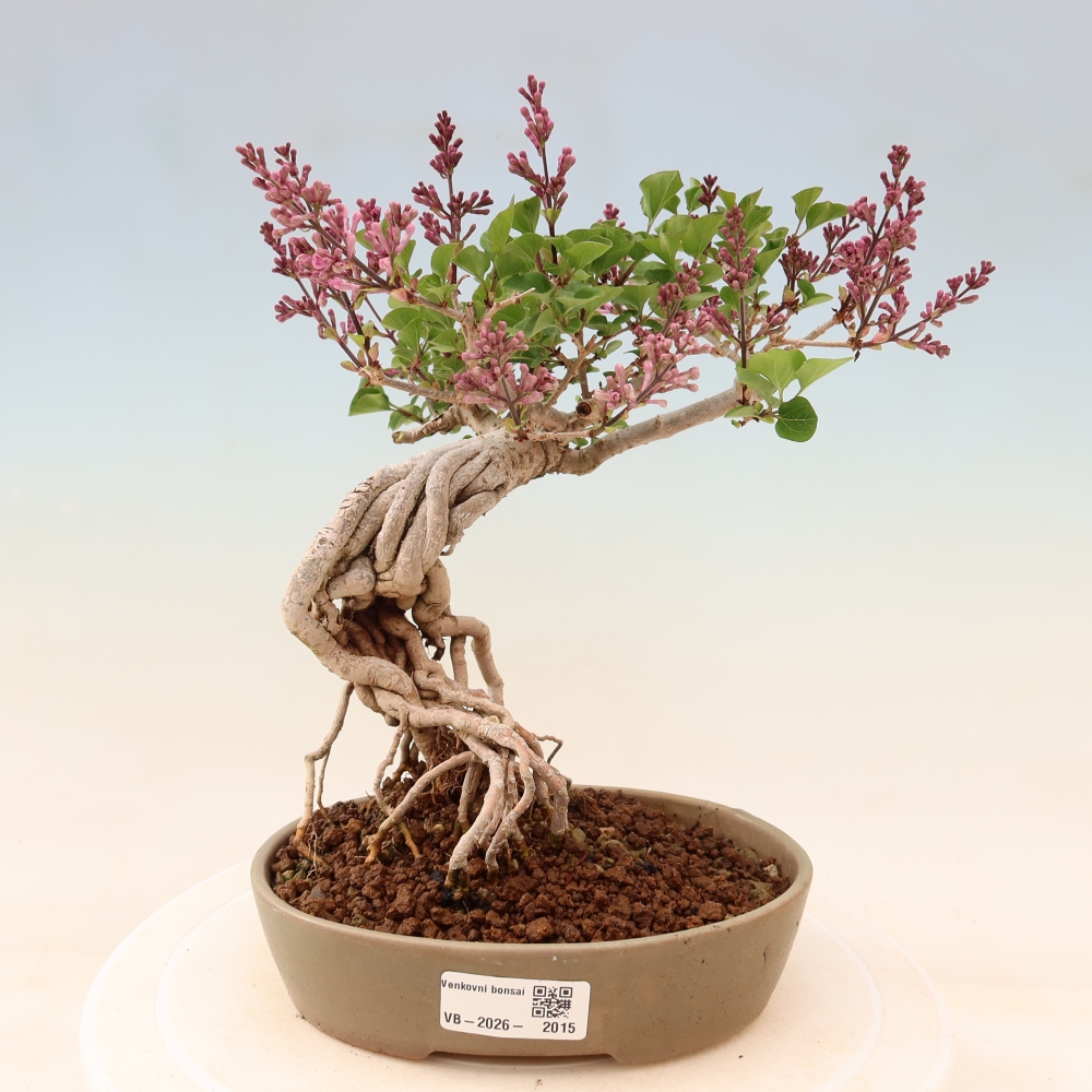 Bonsaï d'extérieur - Syringa microphylla - lilas à petites fleurs