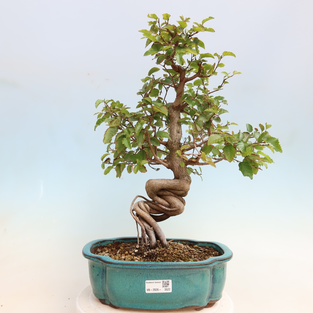 Bonsaï d'extérieur -Carpinus CARPINOIDES - Charme de Corée
