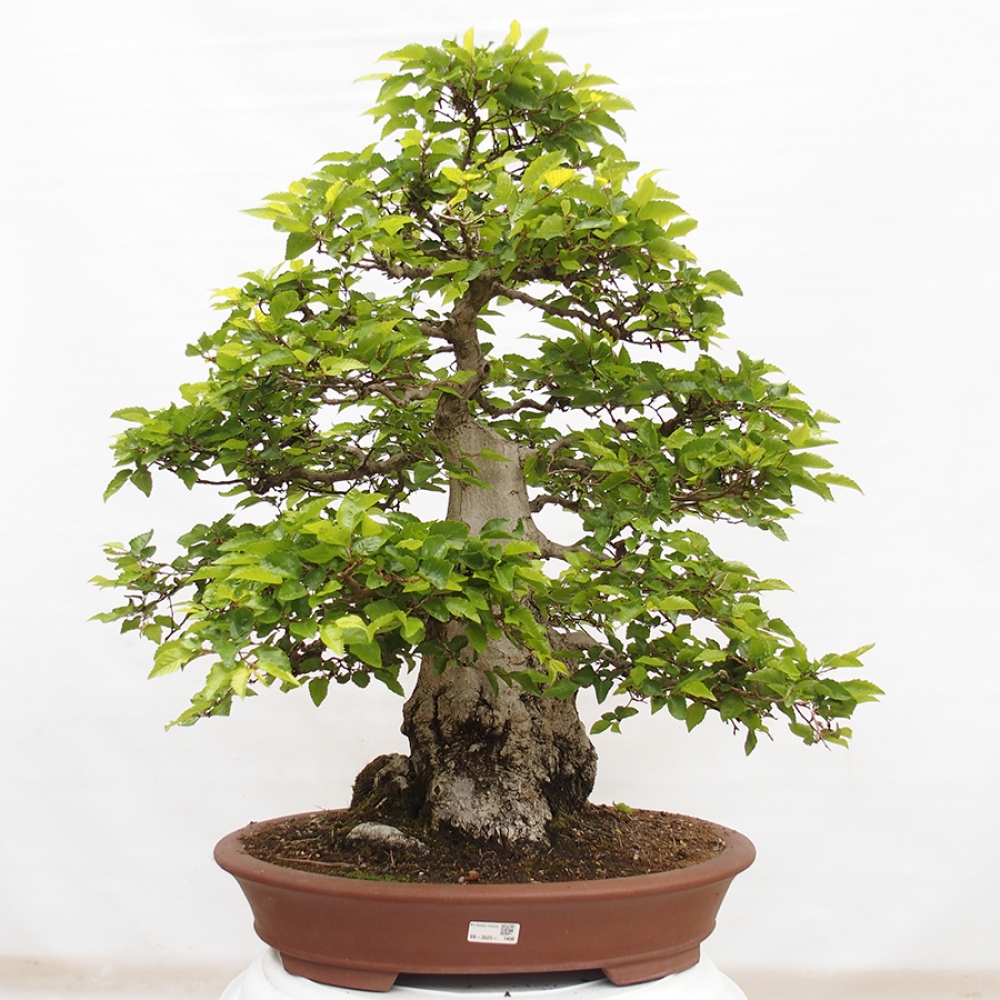 Bonsaï d'extérieur -Carpinus CARPINOIDES - Charme de Corée