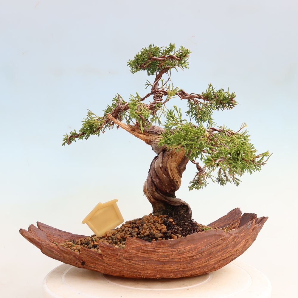 Bonsaï d'extérieur - Juniperus chinensis Itoigawa-Juniperus chinensis