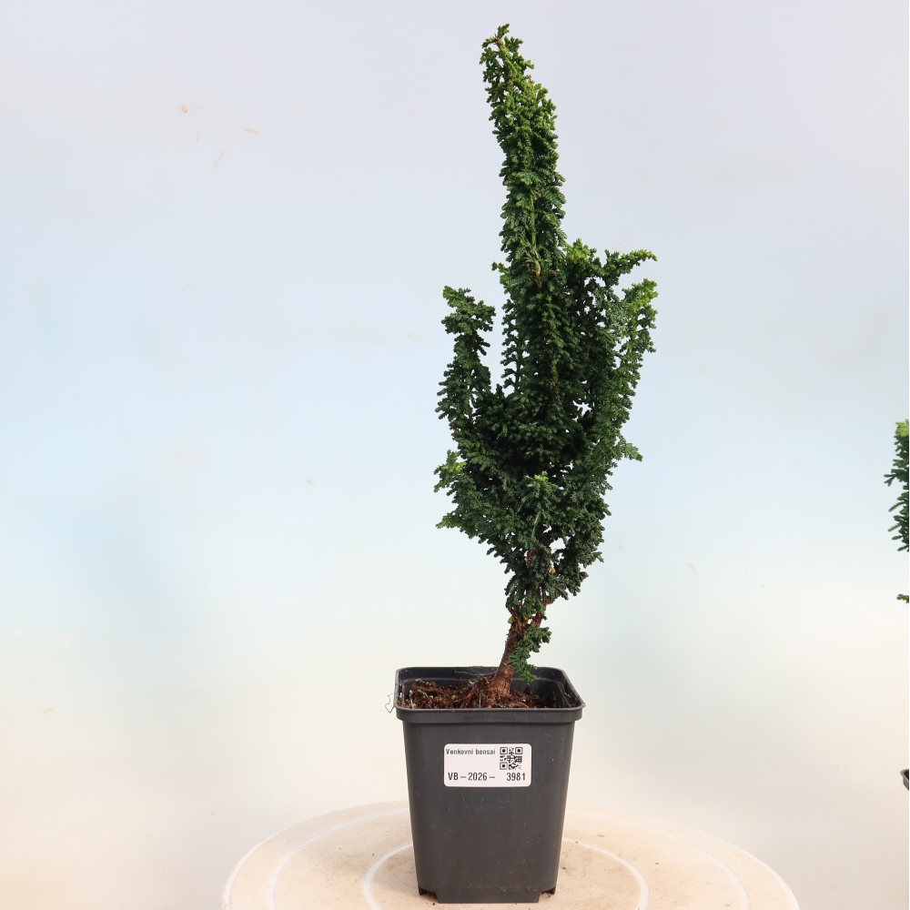 Bonsaï d'extérieur - Cham. obtusa SEKKA HINOKI - Cyprès