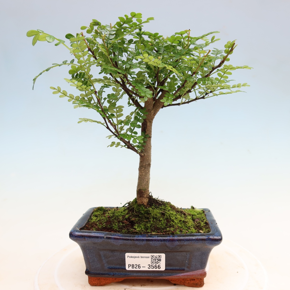 Salle bonsaï - Zantoxylum piperitum - arbre à poivre
