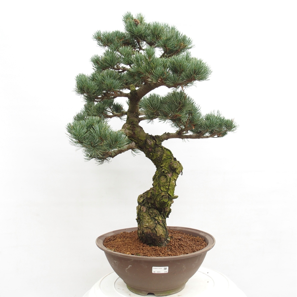 Bonsaï d'extérieur - Pinus parviflora - Pinus parviflora
