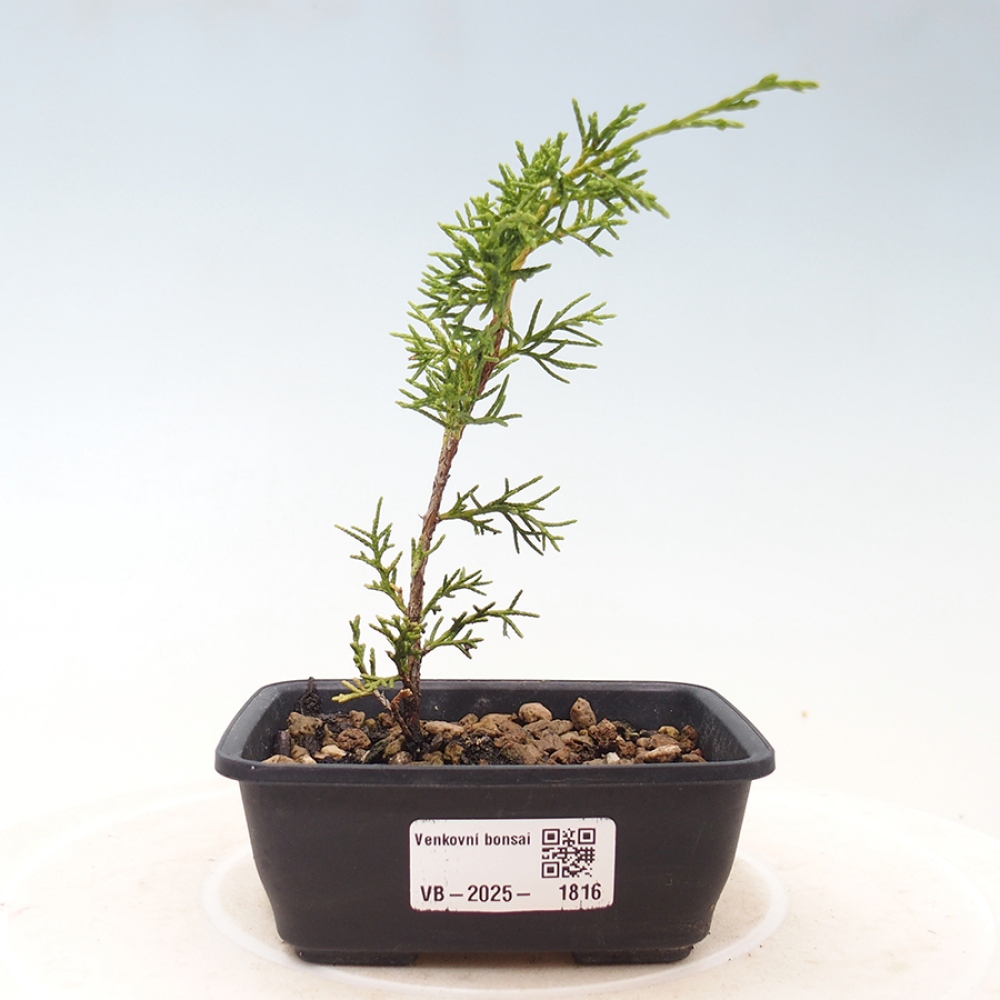 Bonsaï d'extérieur - Juniperus chinensis Itoigawa
