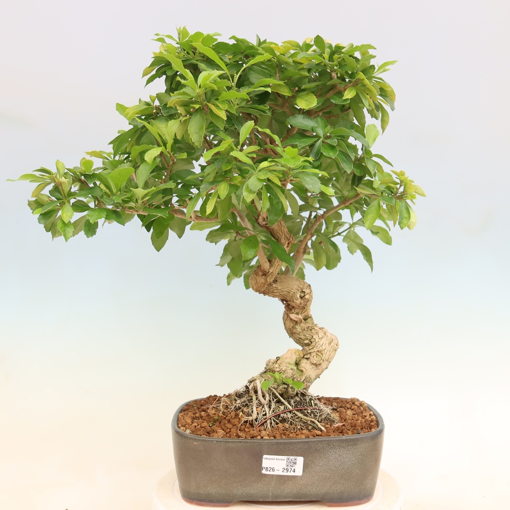 Bonsaï de chambre - Duranta erecta Aurea
