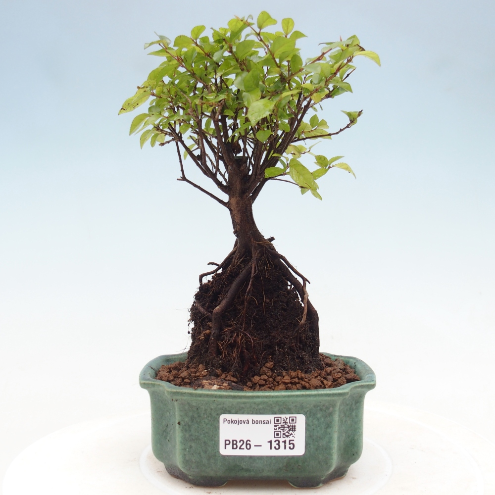 Bonsaï de chambre - Sageretia thea - Sageretia thea