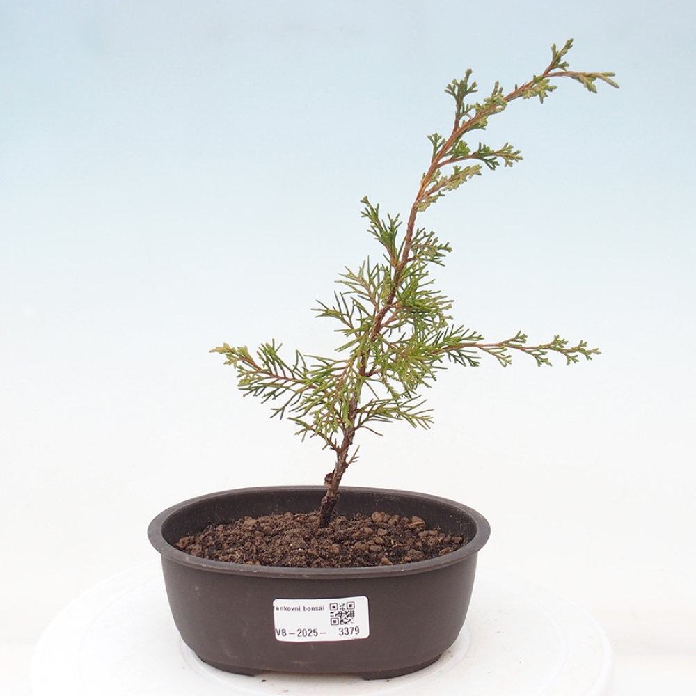 Bonsaï d'extérieur - Juniperus chinensis Itoigawa