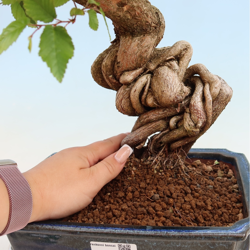Bonsaï d'extérieur -Carpinus Coreana - Charme de Corée