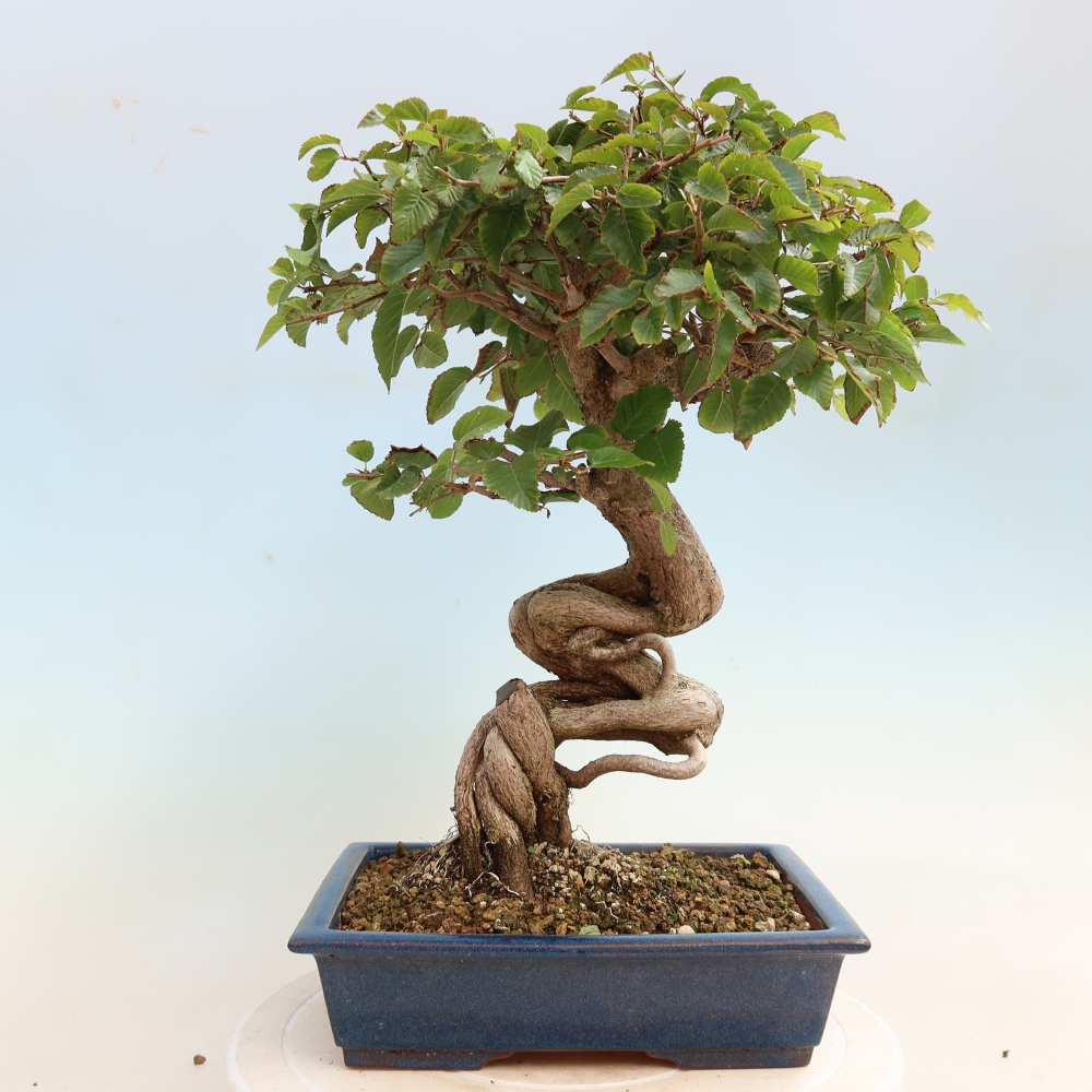 Bonsaï d'extérieur -Carpinus CARPINOIDES - Charme de Corée